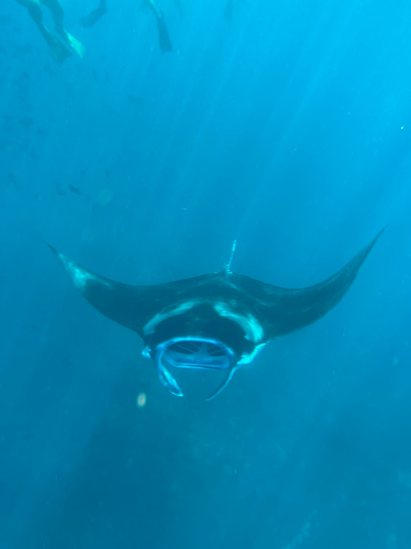 Raie manta évoluant dans une eau bleue