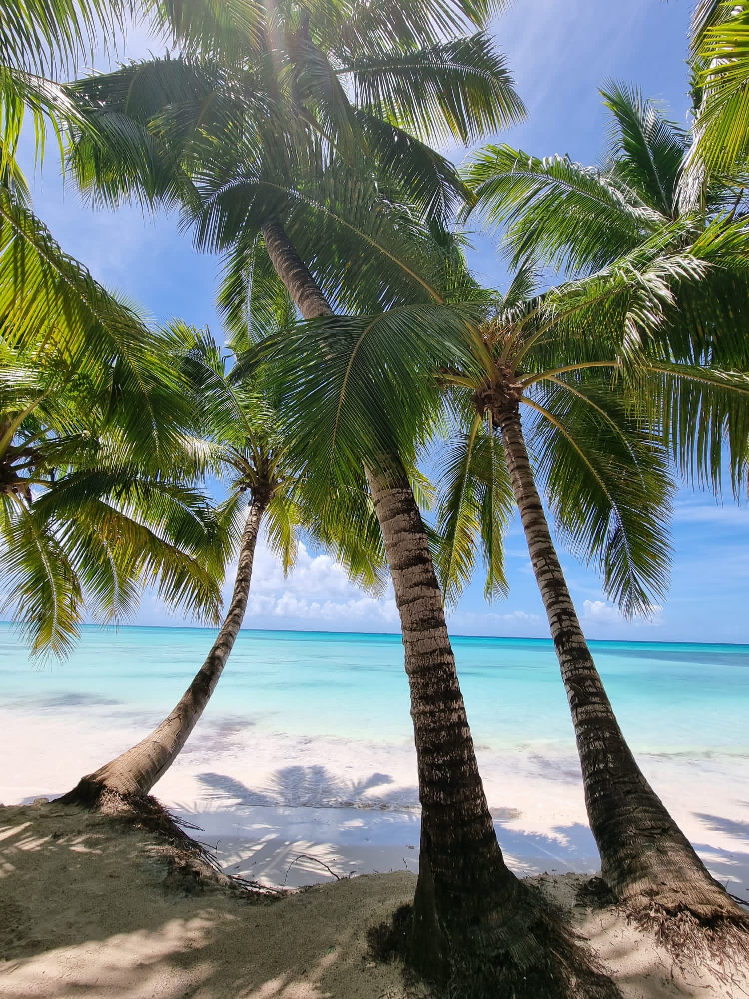Cocotiers penchés au-dessus d'un lagon turquoise