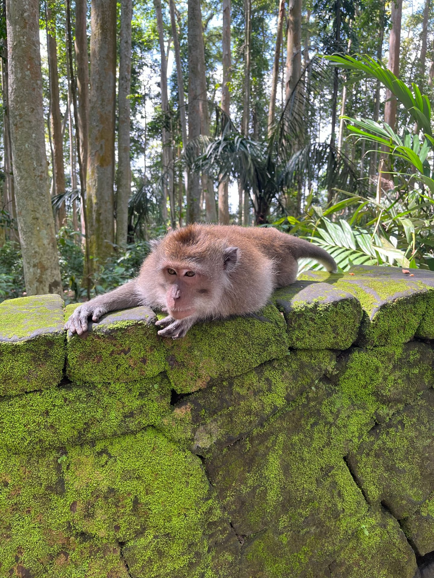 Singe posé sur un muret couvert de mousse